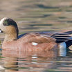 American Wigeon